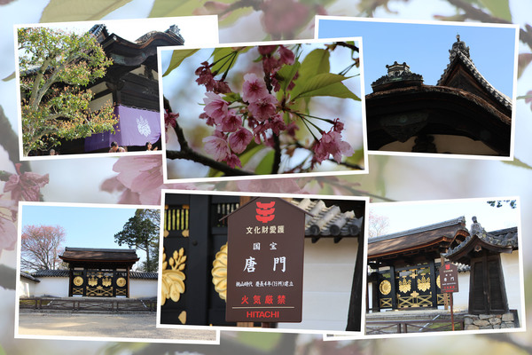 春の醍醐寺「三宝院・大玄関と唐門」/癒し憩い画像データベース