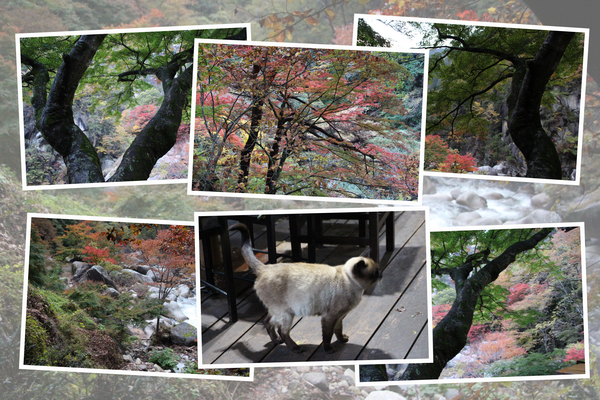 昇仙峡「千人茶屋の秋風情」/癒し憩い画像データベース