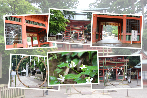 初夏の鹿島神宮「楼門と茅の輪」/癒し憩い画像データベース
