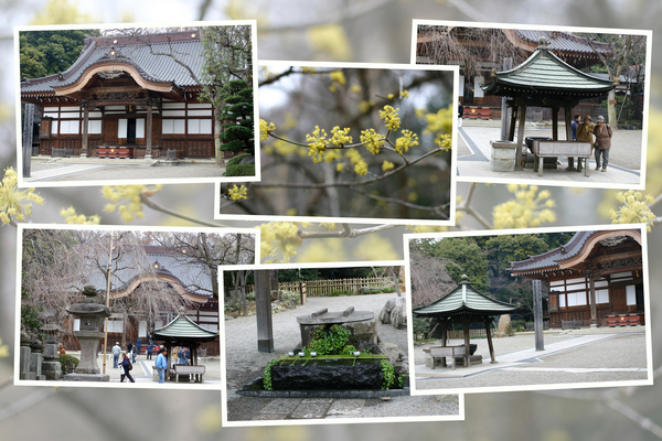 早春の深大寺「本堂と周辺」/癒し憩い画像データベース 早春の深大寺「本堂と周辺」/癒し憩い画像データベース