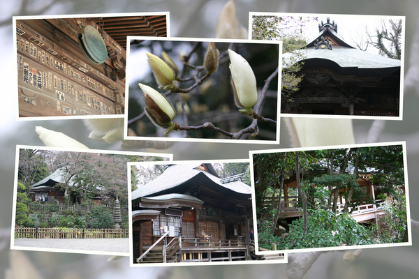 早春の深大寺「元三大師堂」/癒し憩い画像データベース 早春の深大寺「元三大師堂」/癒し憩い画像データベース