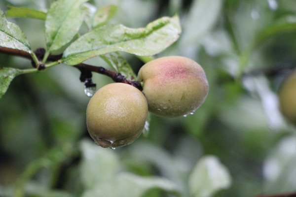 ハナモモの実と雨滴/癒し憩い画像データベース