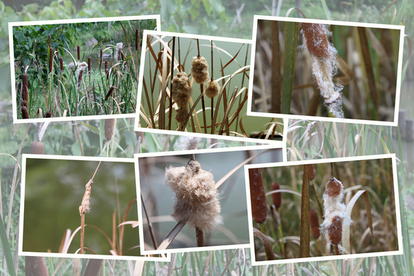ガマ（蒲）季「雌花穂から綿毛・種子へ」/癒し憩い画像データベース