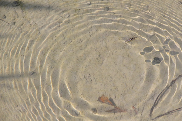 アメンボウが影と水の輪/癒し憩い画像データベース