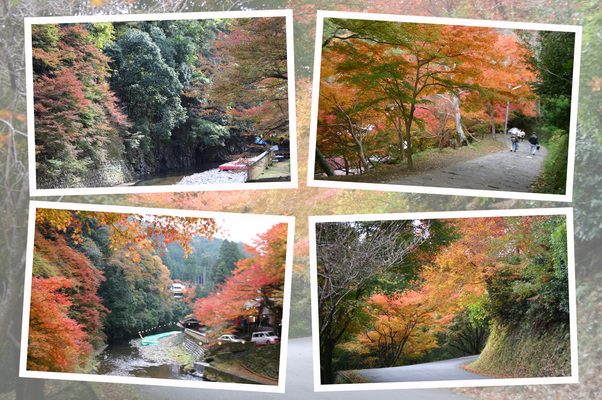 秋の神護寺「清滝川と参道」/癒し憩い画像データベース