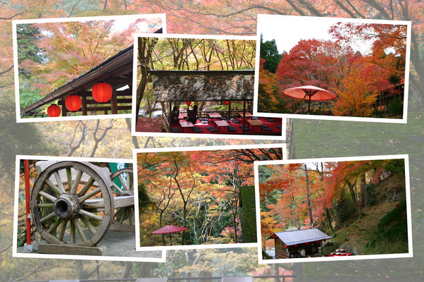秋の神護寺「茶屋と野点傘」/癒し憩い画像データベース