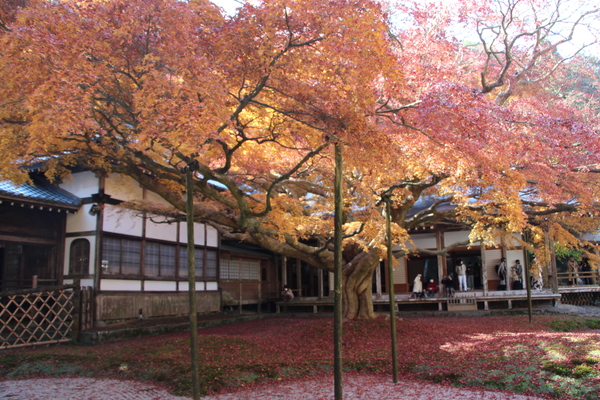 秋の雷山千如寺「大楓」/癒し憩い画像データベース