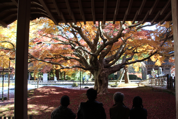 秋の雷山千如寺「大楓」/癒し憩い画像データベース