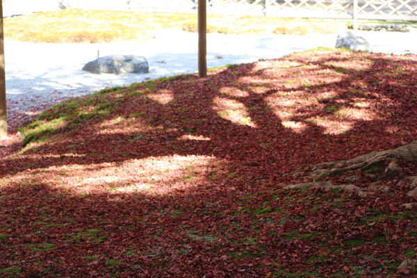秋の雷山千如寺「大楓の落葉と枝陰」/癒し憩い画像データベース