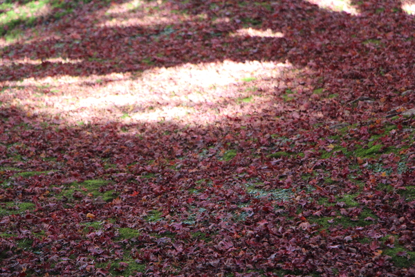 枯れ落葉の絨毯と陽だまり
