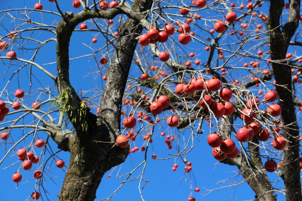 たわわに実った柿の古木と青空/癒し憩い画像データベース
