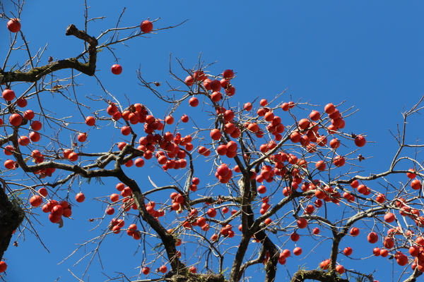 秋の青空と柿の木/癒し憩い画像データベース