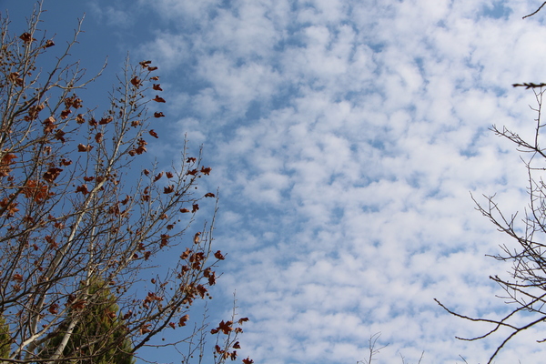 うろこ雲とプラタナス/癒し憩い画像データベース