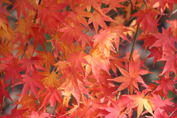カエデ（楓）の紅葉/癒し憩い画像データベース