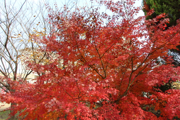 楓の紅葉/癒し憩い画像データベース
