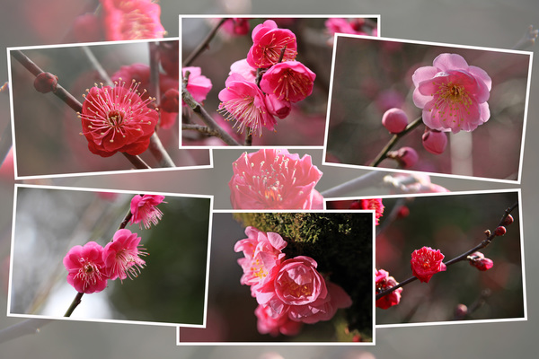 紅梅の「蕾から開花」