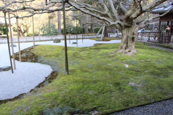 冬の雷山千如寺「石庭と大椛」/癒し憩い画像データベース