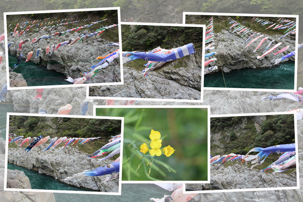峡谷に架かる鯉のぼり/癒し憩い画像データベース