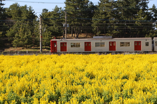 菜の花畑と電車/癒し憩い画像データベース