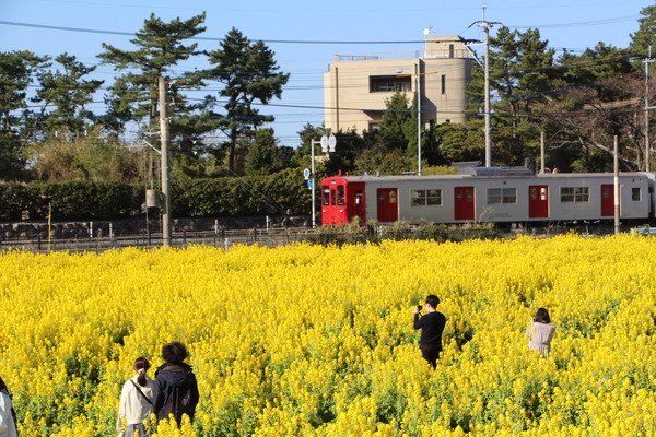 郊外の菜の花畑と電車/癒し憩い画像データベース