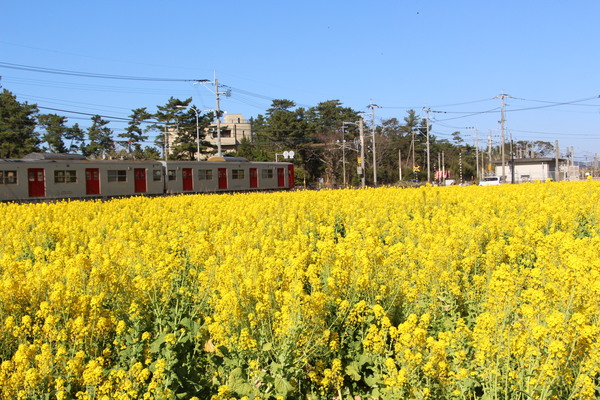 青空下の菜の花畑と電車/癒し憩い画像データベース