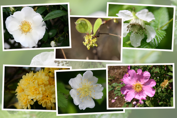 色々なバラ（薔薇）科の花たち/癒し憩い画像データベース