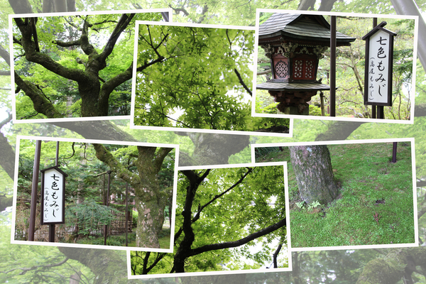初夏の北口本宮富士浅間神社「七色もみじ」/癒し憩い画像データベース