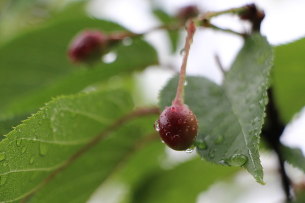雨滴と桜の実/癒し憩い画像データベース