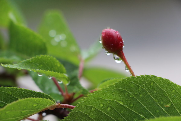 雨滴と桜の実と葉/癒し憩い画像データベース
