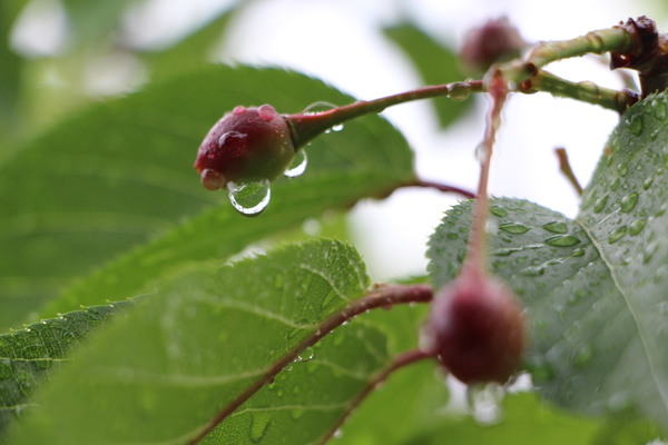 サクラの実と雨滴/癒し憩い画像データベース