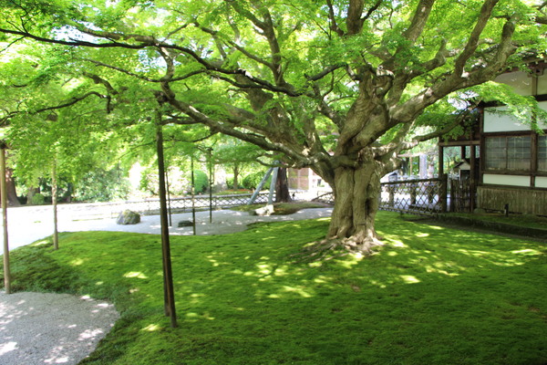 春・新緑期の大楓と木漏れ日/癒し憩い画像データベース