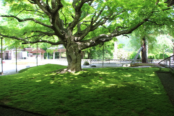 新緑が萌える大楓と苔庭の木洩れ日/癒し憩い画像データベース