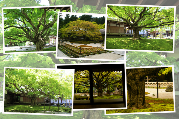 雷山千如寺「新緑期の大楓」/癒し憩い画像データベース