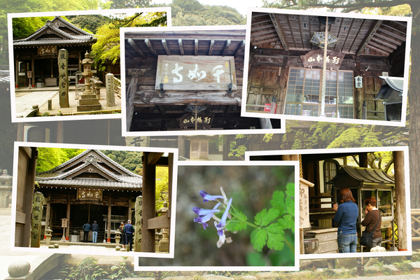 春の雷山千如寺「本堂と周辺」/癒し憩い画像データベース