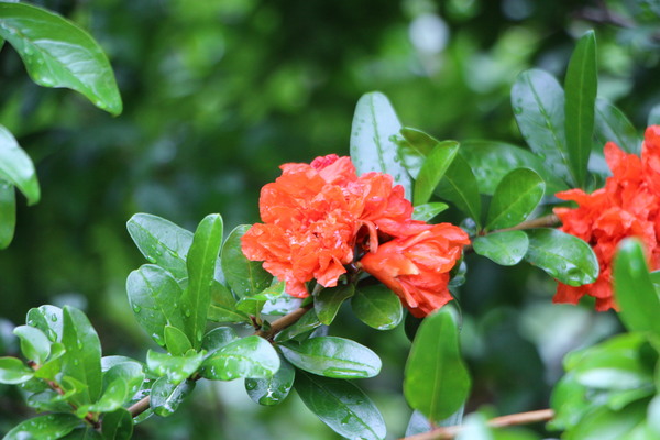 雨に濡れた「ザクロの花と葉」/癒し憩い画像データベース
