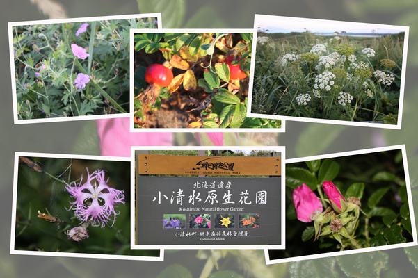 小清水原生花園「初秋の花と実たち」