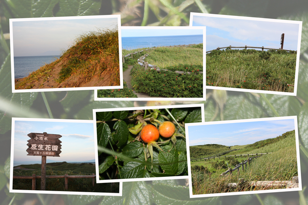 小清水原生花園「草原と浜辺の丘」/癒し憩い画像データベース