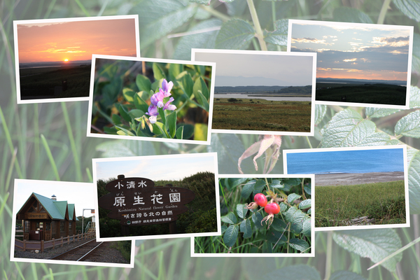 北海道「小清水原生花園と濤沸湖」/癒し憩い画像データベース