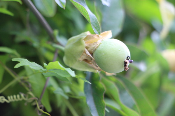 トケイソウの若い緑実/癒し憩い画像データベース