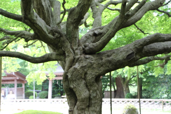 風格ある大楓の幹と枝