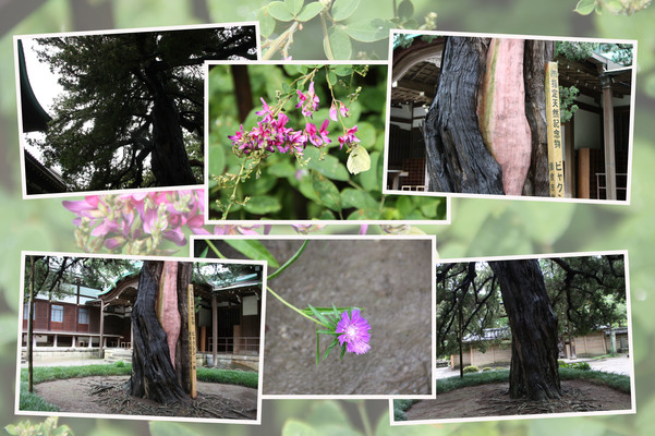 夏の円覚寺「方丈前のビャクシン」と周辺の花/癒し憩い画像データベース