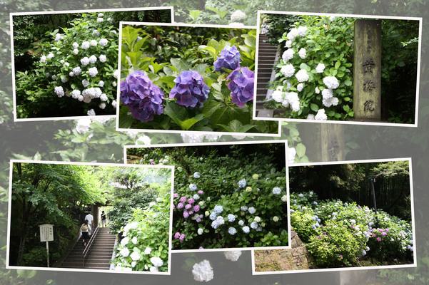夏の円覚寺「黄梅院と紫陽花」/癒し憩い画像データベース