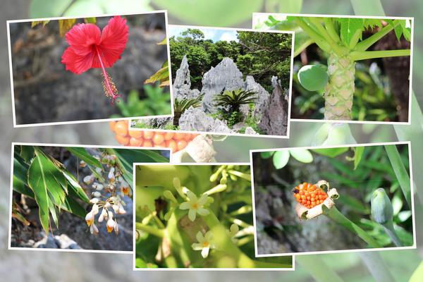 沖縄の大石林山「多彩な植物たち」/癒し憩い画像データベース
