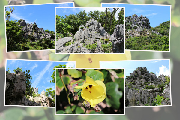沖縄の大石林山「琉球石灰岩と森」