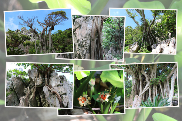 沖縄の大石林山「ガジュマルと琉球石灰岩」