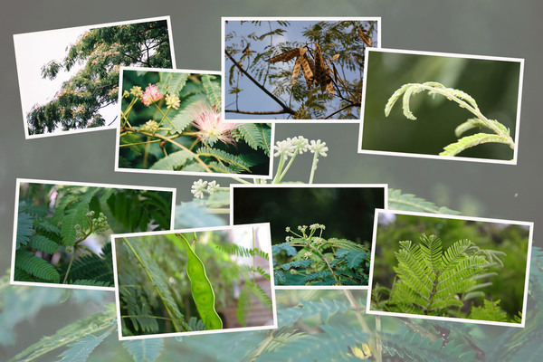ネムノキ（合歓木）の四季/癒し憩い画像データベース