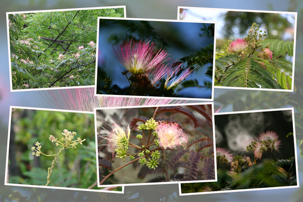 ネムノキ（合歓木）「蕾から花へ」/癒し憩い画像データベース