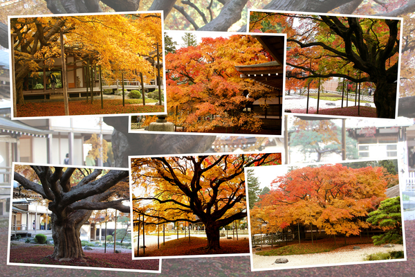 雷山千如寺「秋・紅葉期の大楓」/癒し憩い画像データベース