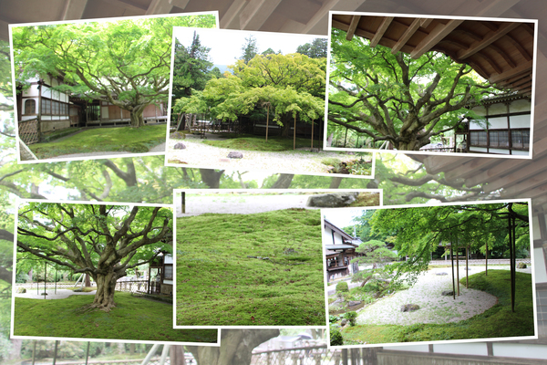 雷山千如寺「夏・緑葉期の大楓」/癒し憩い画像データベース