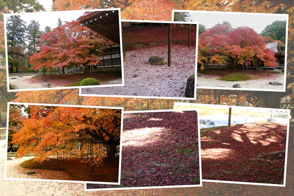 秋の大楓と石庭の落葉」/癒し憩い画像データベース
